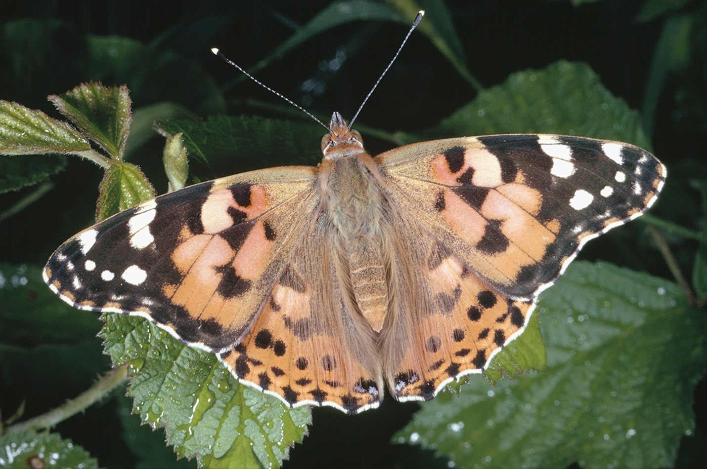 Distelfalter