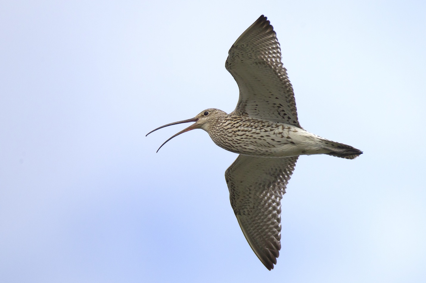 Fliegender Grosser Brachvogel.