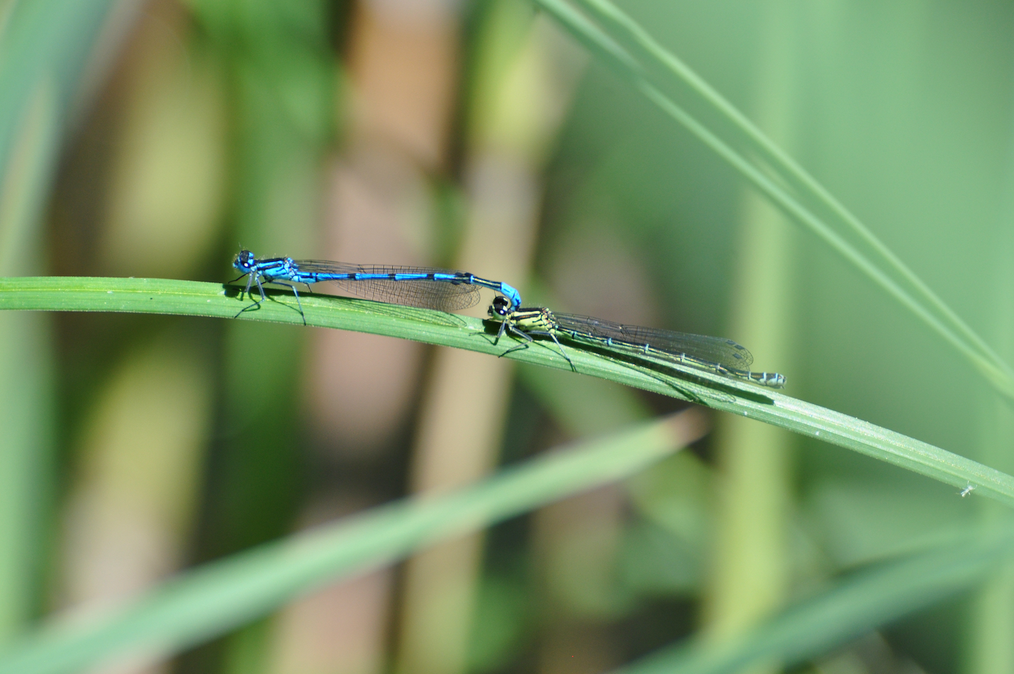 Hufeisen-Azurjungfern im Tandem
