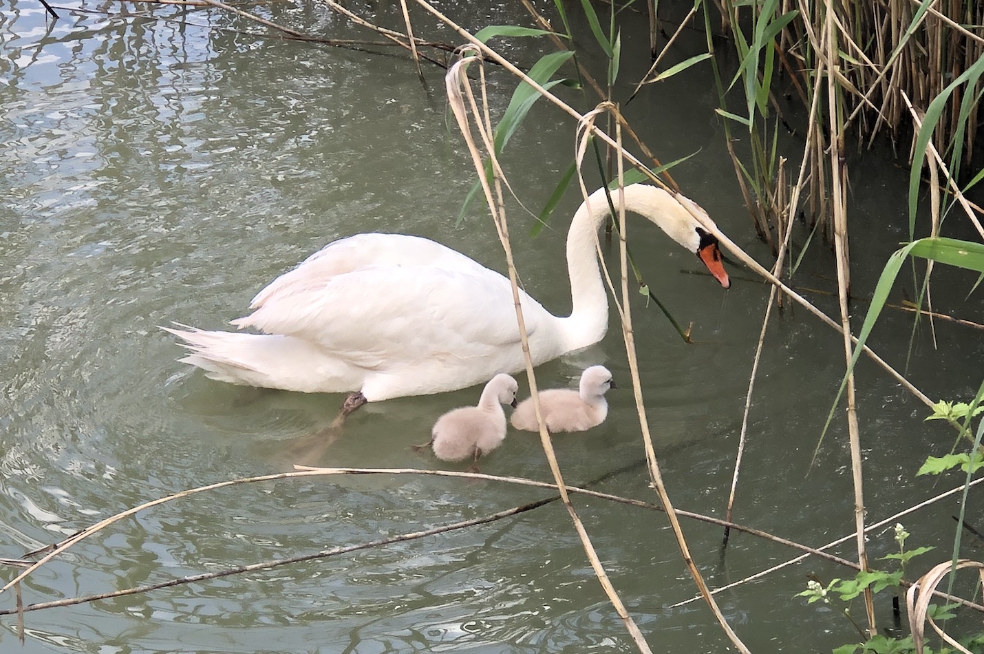 Höckerschwan mit seinen zwei Küken.