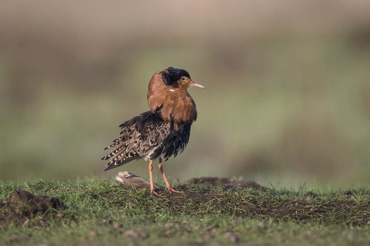 Kampfläufer-Männchen im Prachtkleid.