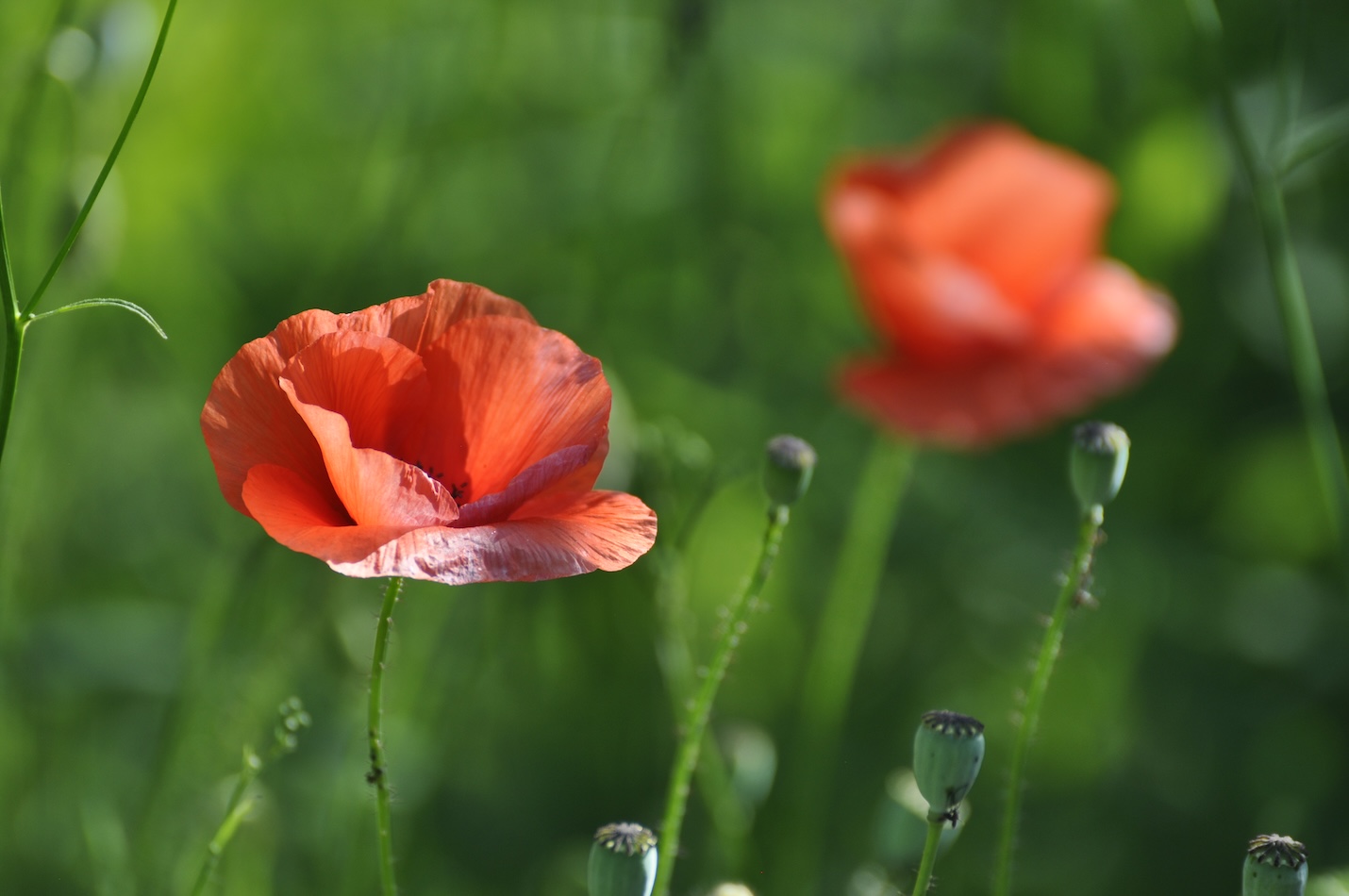 Roter Klatschmohn