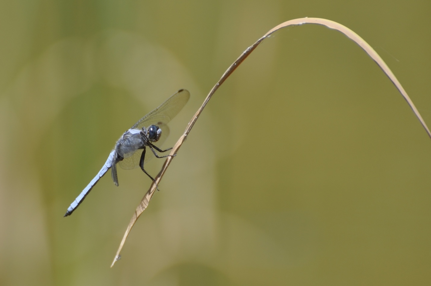 Südlicher Blaupfeil