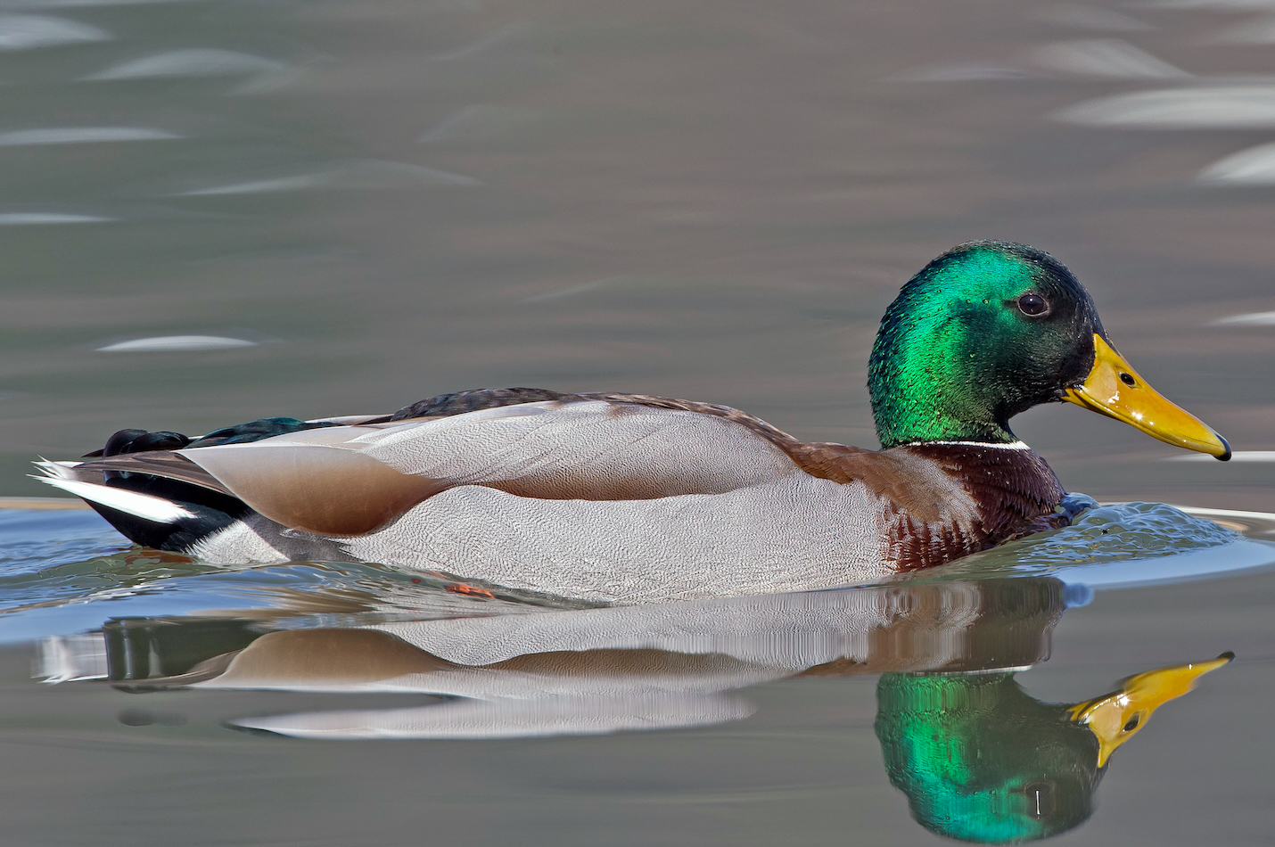 Stockente