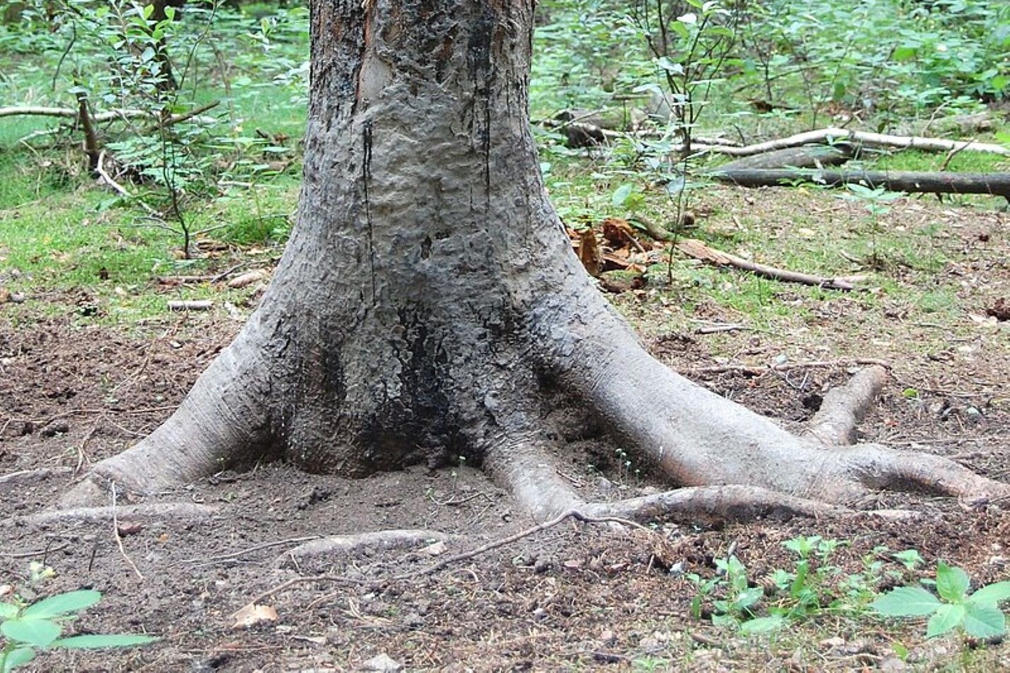 Wildschwein Malbaum