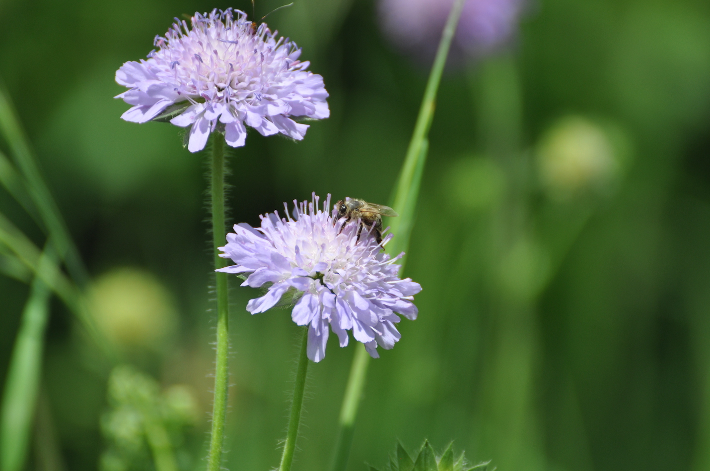 Feld-witwenblume