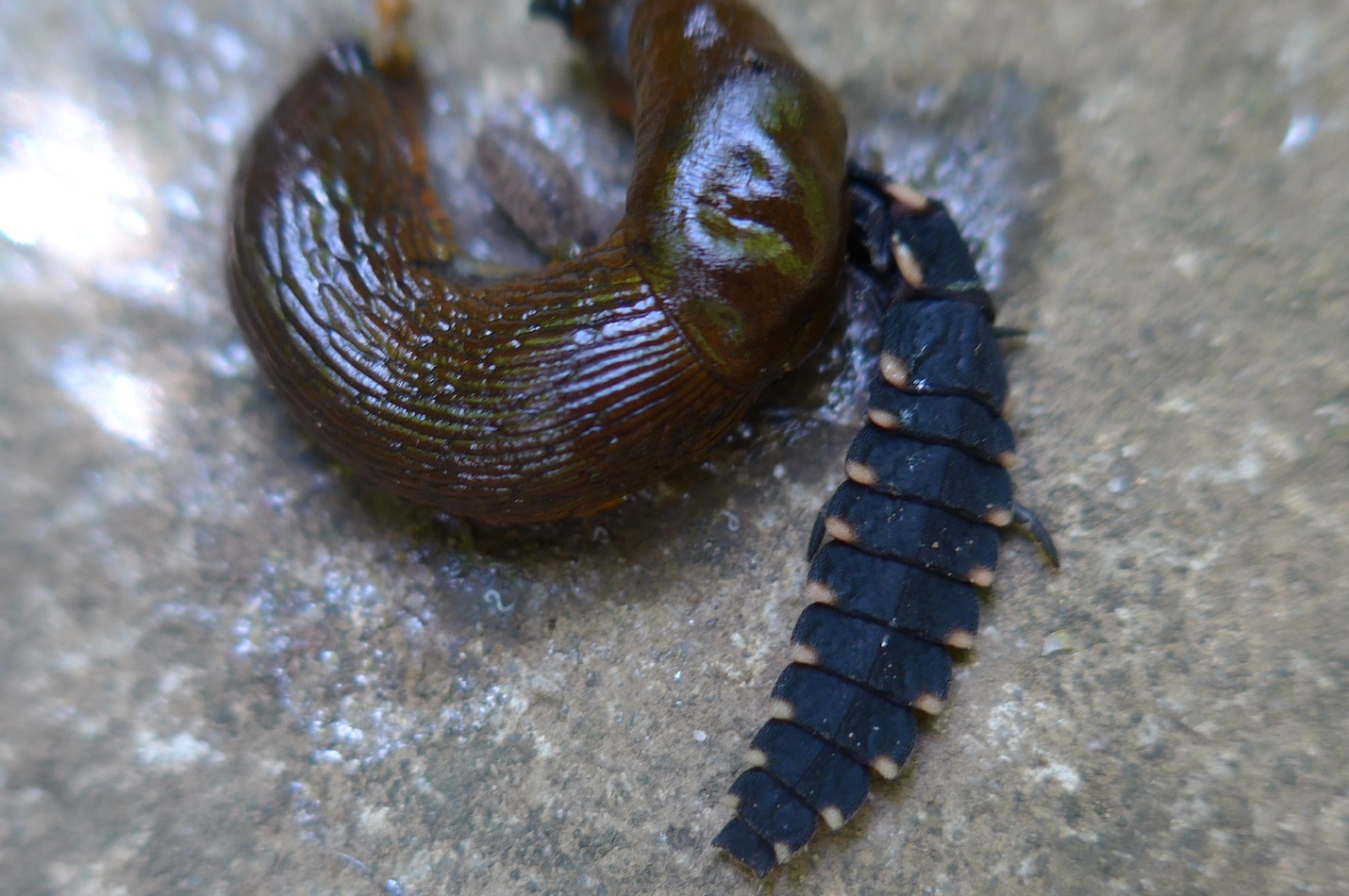 Larve des Grossen Glühwürmchen greift Nacktschnecke an