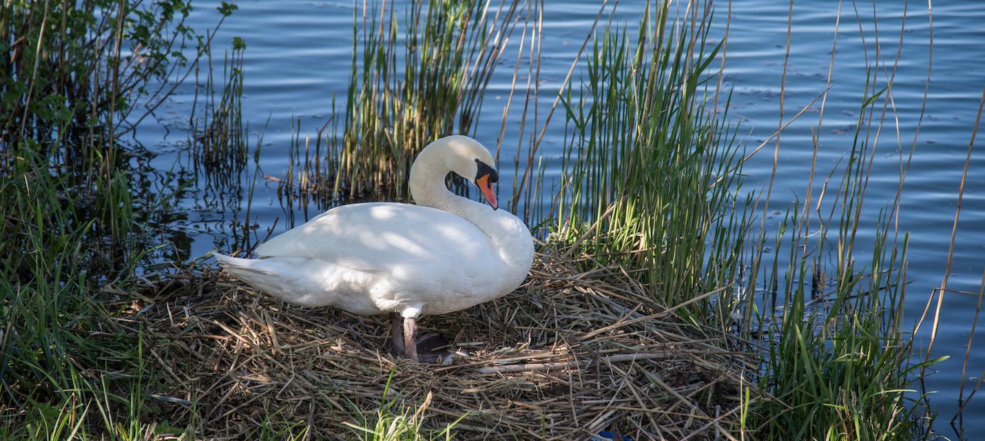 Höckerschwan im Nest.