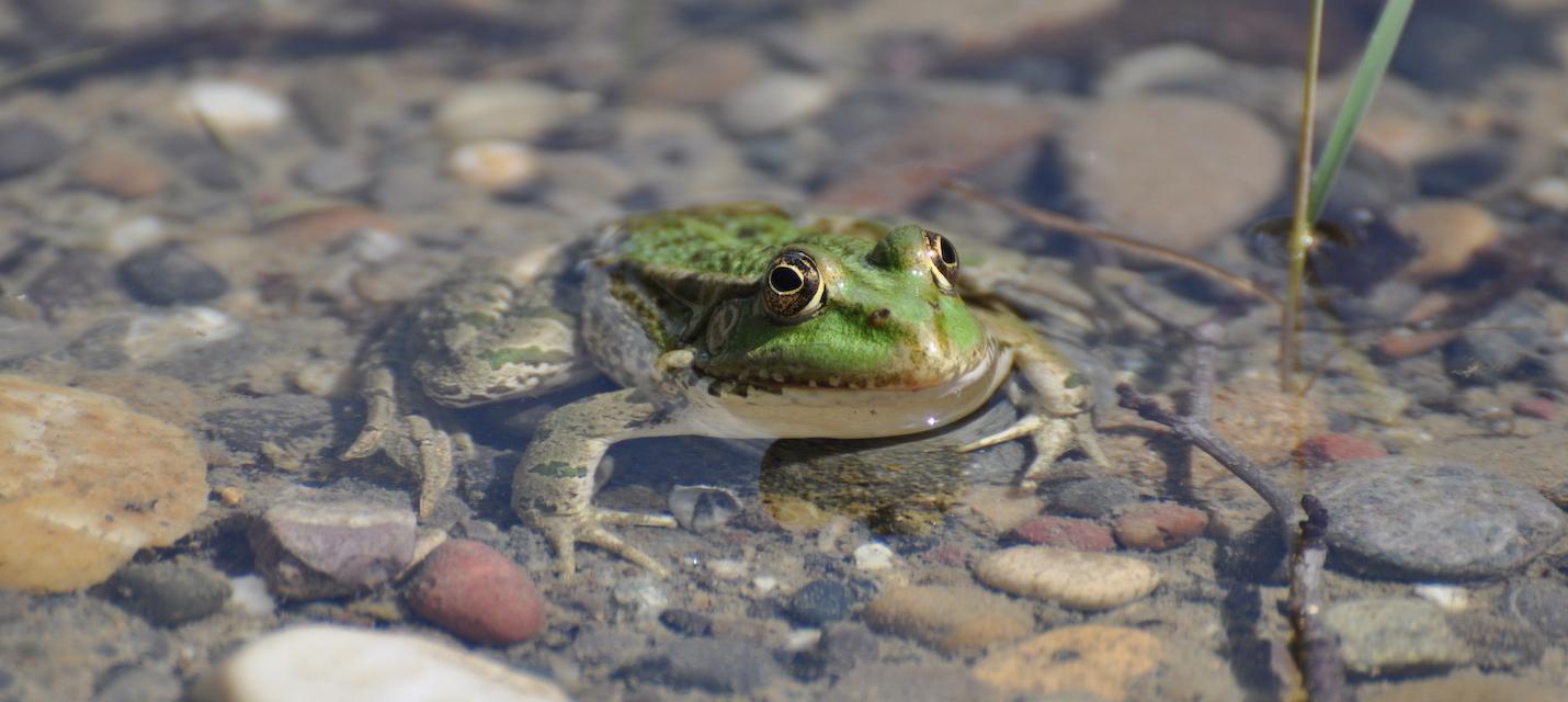 Wasserfrosch
