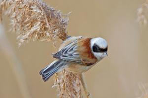 Beutelmeise, Männchen. Foto: Beni Herzog