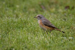 Gartenrotschwanz, Weibchen. Foto: Beat Rüegger