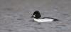 Schellente